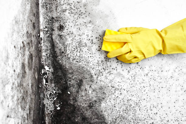 Mold Testing and Removal in Greenville, IN