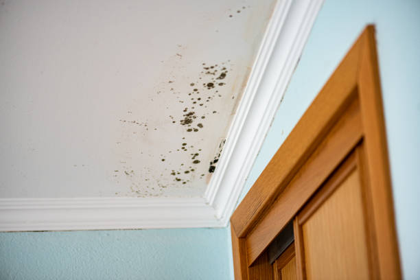 Best Mold Damage Repair  in Greenville, IN