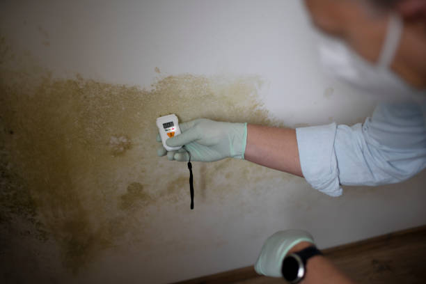 Best Mold Remediation Experts  in Greenville, IN