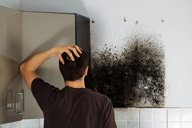 Best Attic Mold Removal  in Greenville, IN
