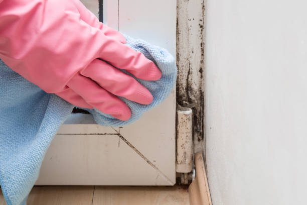Crawl Space Mold Removal in Greenville, IN